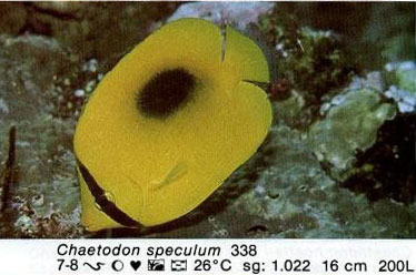 Chaetodon speculum